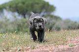 CANE CORSO 314